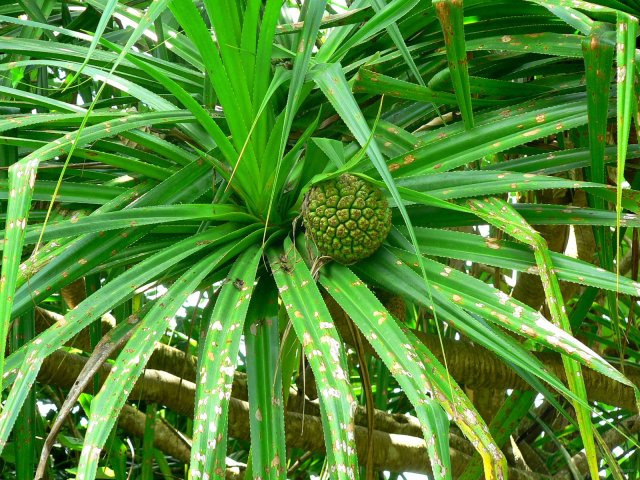 118- Fruit du Pandanus 